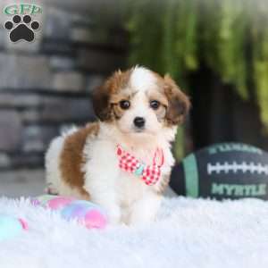 Scout, Cavachon Puppy